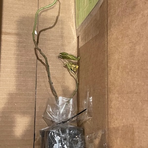 Comprador de Etsy ha añadido una foto de su compra