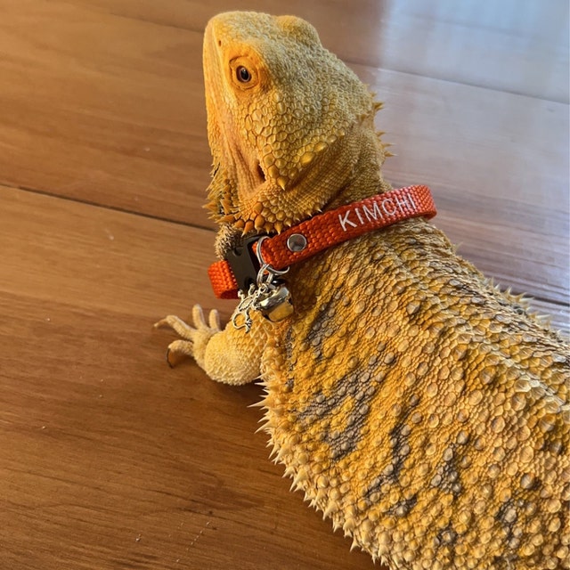 Bearded Dragon Collar Small Pet Collar Lizard Bell Collar Adjustable and  Personalized Great Gift for Any Small Pet Family Member 