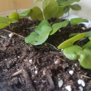 2-7cm Succulent Cactus Plant Dioscorea Elephantipes Dioscoreaceae Garden Plant e