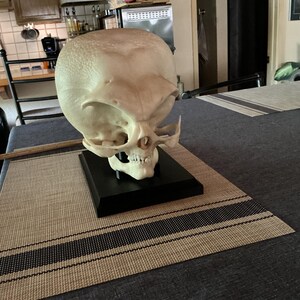 等身大グレイエイリアンの頭蓋骨彫刻 – 精巧な樹脂製、ディスプレイ