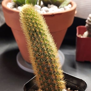 2”, 4", 6”, 8” Pot of Rooted Cleistocactus Winteri Golden Monkey Tail Rat Tail Cactus - Shipped Bare Roots