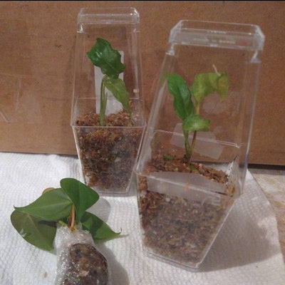 Hoya Carnosa Compacta Rubra Wax Plant 3 Pot - Etsy