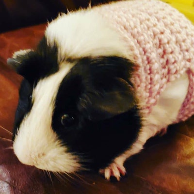 guinea-pig-clothes-guinea-pig-sweater-skinny-pig-sweater-small-pet