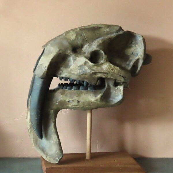 Reproduction of Sleeping Velociraptor 40 Cm in Diameter!! - Etsy UK