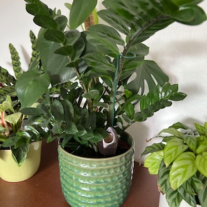 Marjorie added a photo of their purchase