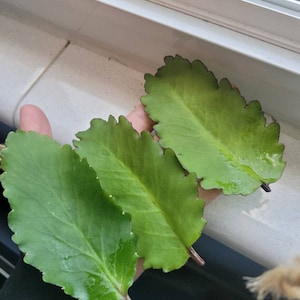 Dharma ha añadido una foto de su compra