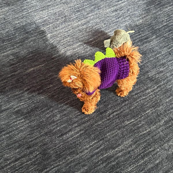 Serendipity's Heart Doggie Sweater