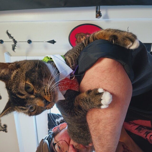 Cat 2025 bjorn carrier