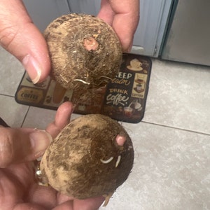 Colocasia (Orecchie D'elefante) - Acquista Bulbi Di Fiori E Piante - Foto 6