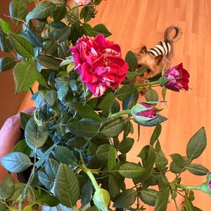 Rose rot weie Miniatur Rose Lebende Pflanze, Mini Rosenstrauch seltene  lila Farbe 4 Topf - Etsy.de