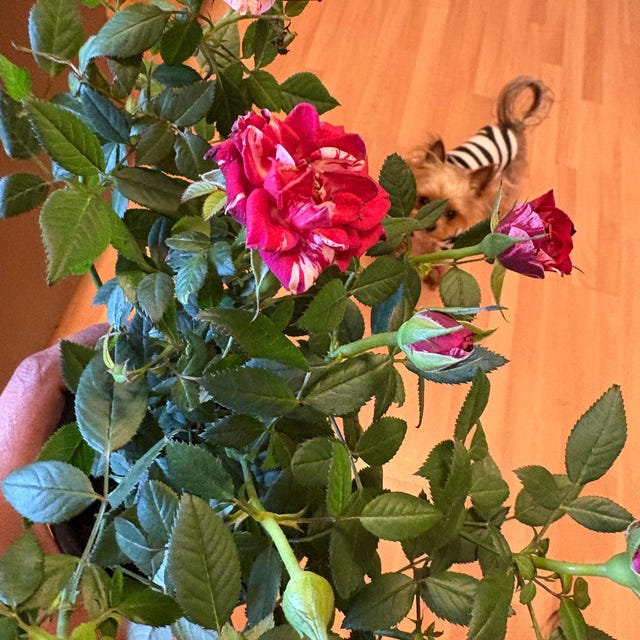 Rose Red White Miniature Rose Live Plant, Mini Rose Bush Rare Purple Color  4 Pot - Etsy
