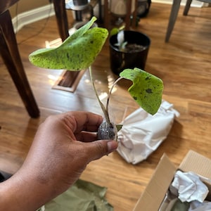 Nicholas ha añadido una foto de su compra