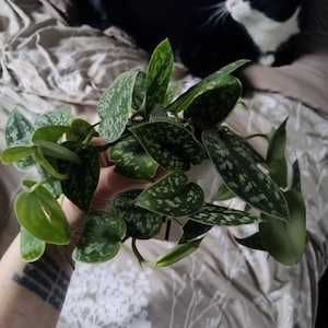 Elissa added a photo of their purchase