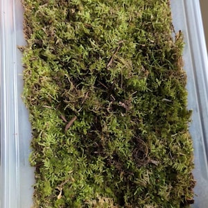 Renee heeft een foto van zijn/haar aankoop toegevoegd