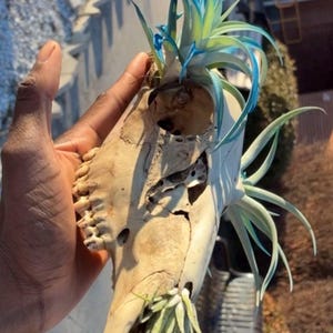 Dorian added a photo of their purchase