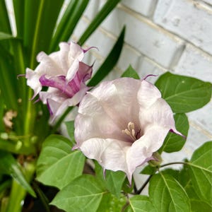 edie added a photo of their purchase