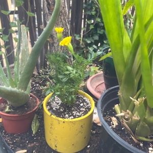 Amanda さんが購入した商品の写真を追加しました