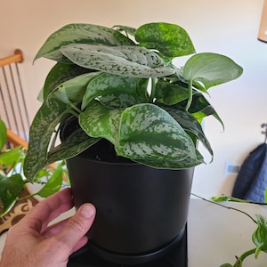 Josef added a photo of their purchase