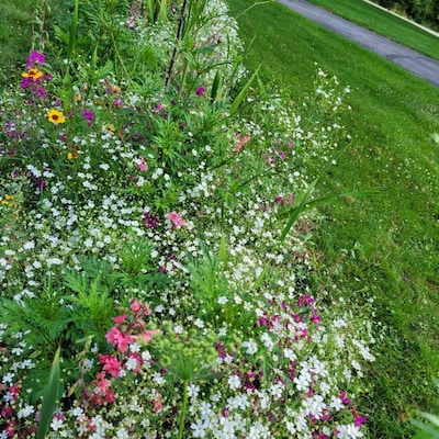 2000 Cut Flower Seed Mix - Etsy