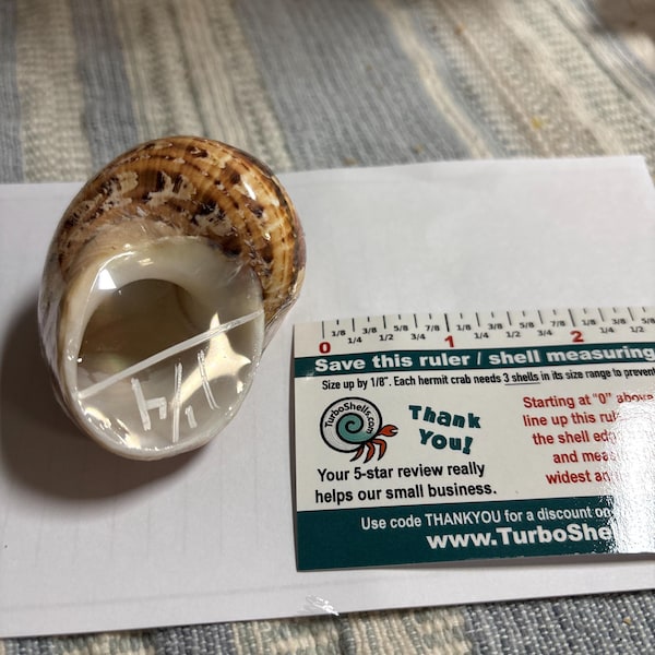 Brown Tapestry Turbo Shells (hermit Crab Shell - Opening Sizes From 1 ...