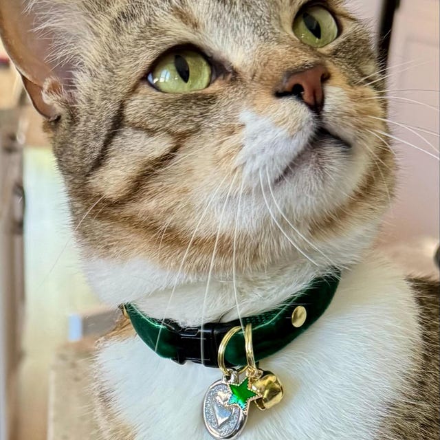 猫用首輪チャーム - 「宝石とクラシック」 - ペット、犬、ライン