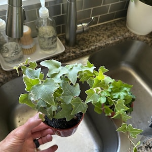 Josh added a photo of their purchase