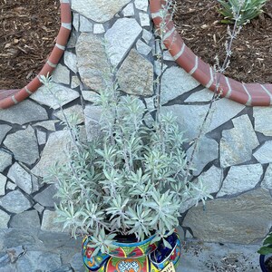 Muicle Mexican Honeysuckle Live Plant in Quart Container Justicia