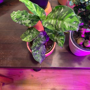 Carlton added a photo of their purchase