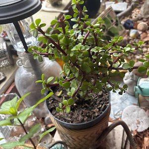 Cindy さんが購入した商品の写真を追加しました
