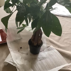 Melvina added a photo of their purchase