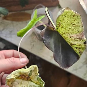 Erica ha añadido una foto de su compra