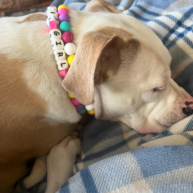 Custom Bracelet Personalized Dog Collar With Large Your