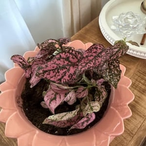 Redonna added a photo of their purchase