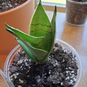 Night Owl Dwarf Sansevieria Trifasciata Hahnii in 4" Pot (ships Bareroot)  Birds Nest Snake Plant Easy Care Low Light - Etsy
