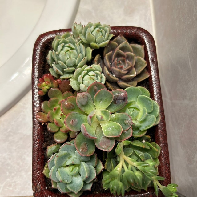 @Rabbit.Echeveria出品 Echeveria 'Vampire Appaloosa' 1