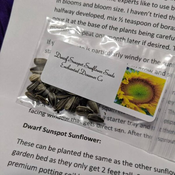 Container Dwarf Sunspot Sunflower Seeds, Miniature Helianthus Annuum ...