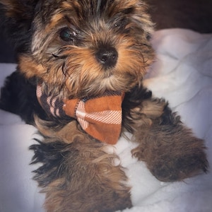 Krisee added a photo of their purchase