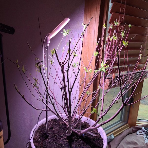 Bunchgrass Led Led Grow Light. Works With Any Plants Including Bonsai. - Etsy