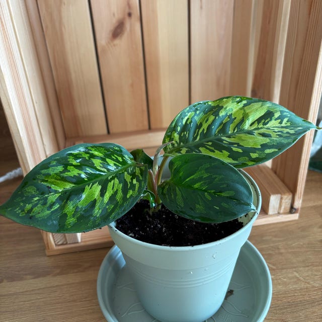 Calathea-Substrat - Torf, Sphagnum und Perlite - Etsy.de
