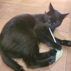 Haley ha añadido una foto de su compra