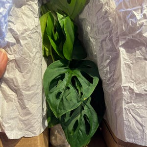 Mary さんが購入した商品の写真を追加しました