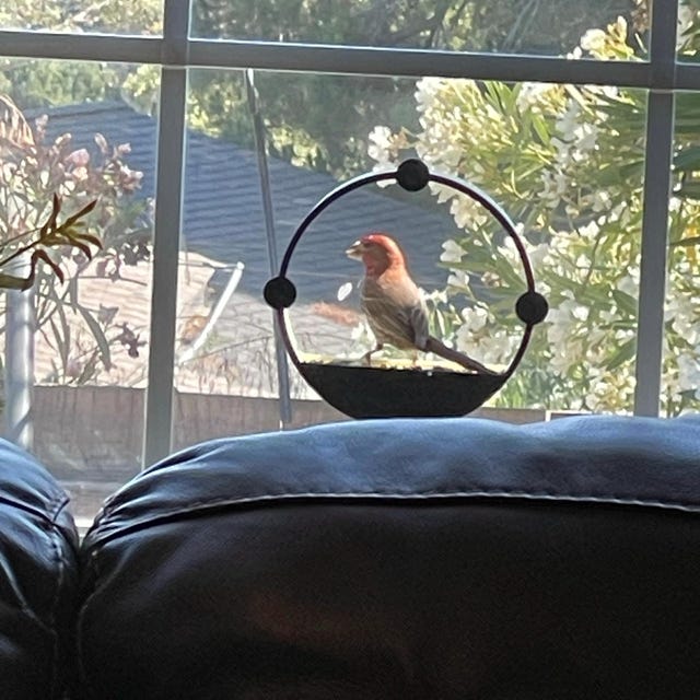 Biodegradable Window Bird Feeders: Eco-Friendly Birdwatching Delight