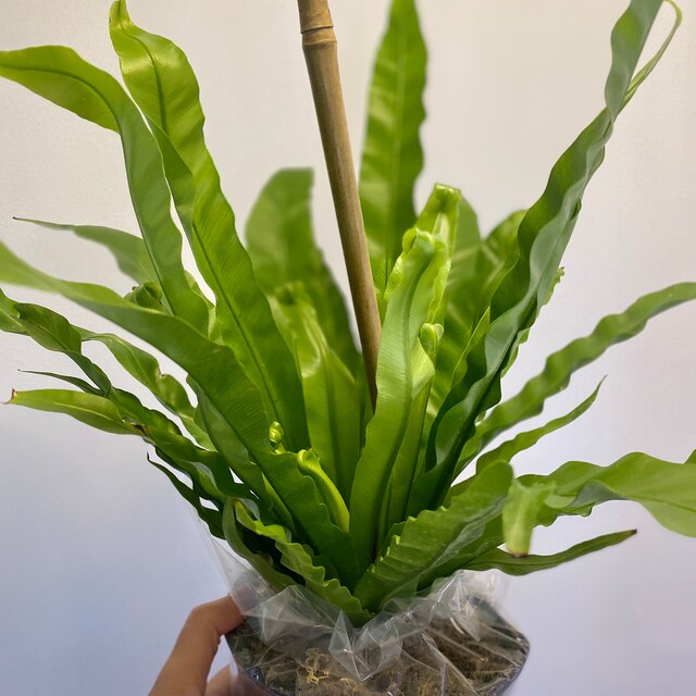 Bird's Nest Fern Asplenium Nidus 6" Pot | Indoor & Outdoor Live House Plant  | Rooted Easy Care Starter Plant - Etsy Israel
