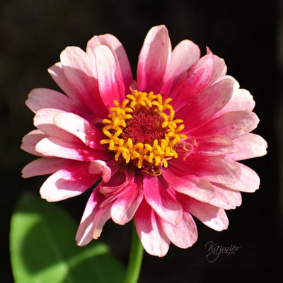 Zinnias Hidden Dragon 50 - Etsy
