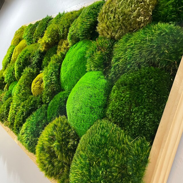❣️苔アート❣️苔壁ワイド❣️1点物❣️送料込み❣️ プリザーブドモスのウォールアート：ナチュラルな室内植物の装飾