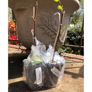 Addison Hall added a photo of their purchase