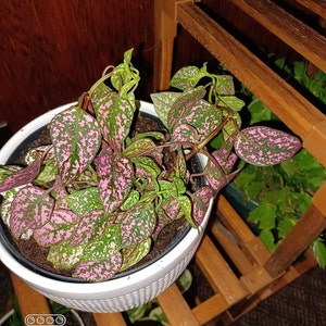 4 FULL Strawberry Begoniasaxifraga Stolonifera 4 Inch Pot | Etsy