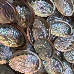 卸売（2-3インチ）35 - 150個のアワビの貝殻。貝殻工芸品沿岸ビーチ