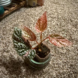 Courtney added a photo of their purchase