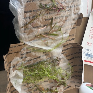 Etsy buyer added a photo of their purchase
